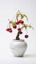 potted cherry baby tree, carefully nurtured and isolated against a pristine white background.