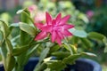 Christmas cactus or Thanksgiving cactus Schlumbergera Truncata with pink blooming flower Royalty Free Stock Photo