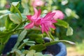 Christmas cactus or Thanksgiving cactus Schlumbergera Truncata with pink blooming flower Royalty Free Stock Photo