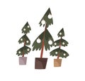 Potted Christmas trees. Xmas firs growing in planters, decorated with festive ornaments. Sustainable eco-friendly real