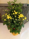 Potted Chrysanthemum put in the living room for Chinese Lunar New Year decoration Royalty Free Stock Photo