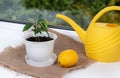 Potted citrus growing on window sill and water can. Lemon planting in room.