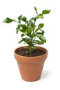 Potted citrus hystrix plant on white background