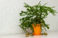 Potted citrus plant Microcitrus Australasica with ripe outlandish fruits on the table, copy space. Australian finger lime tree