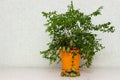 Potted citrus plant Microcitrus Australasica with ripe outlandish fruits on the table, copy space. Australian finger lime tree