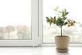 Potted citrus tree on windowsill indoors. Royalty Free Stock Photo