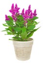 A potted cockscomb celosia spicata plant Royalty Free Stock Photo