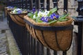 Potted colorful flowers decoration on the fence