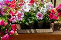 Potted colorful petunia flowers for sale on street market