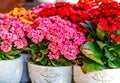 Potted colorful succulent Kalanchoe blossfeldiana flowers Royalty Free Stock Photo