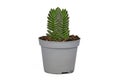 Potted \'Crassula Buddha\'s Temple\' succulent plant