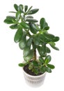 Potted crassula or dollar tree