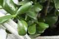 Potted Crassula ovata or Pigmyweeds home plant isolated on white background