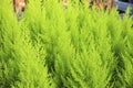 Cupressus Macrocarpa plants in the garden