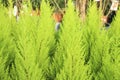 Cupressus Macrocarpa plants in the garden