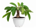 Potted Custard Apple Tree with Fruit Royalty Free Stock Photo
