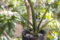 Potted CYLINDRICAL SNAKE PLANT (Sansevieria cylindrica) on the balcony. Royalty Free Stock Photo