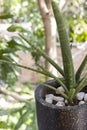 Potted CYLINDRICAL SNAKE PLANT (Sansevieria cylindrica) on the balcony. Royalty Free Stock Photo