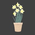 Potted Daffodil plant. First Spring Flowers in a clay pot. Vector illustration isolated on a white background