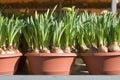 Potted Daffodils