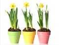 Potted daffodils