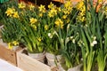 Potted daffodils on display at the farmers market in March