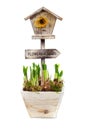 Potted daffodils and little birdhouse Royalty Free Stock Photo