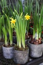 Potted daffodils, narcissus flowers blooming in the garden shop. Royalty Free Stock Photo