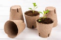 Potted dahlia seedlings growing in biodegradable peat moss pots on white wooden background. Zero waste, recycling. Royalty Free Stock Photo