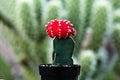 Potted Decorative Cactus Plant