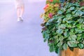 Potted decorative flowers in street in outdoor cafe on blurred background. Landscaping and decoration of city