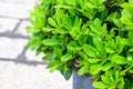 Potted decorative green plant in street in outdoor cafe on blurred background. Landscaping and decoration