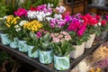 Potted decorative succulent Kalanchoe blossfeldiana and Cyclamen persicum plants in different colors at the greek garden shop in