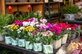Potted decorative succulent Kalanchoe blossfeldiana and Cyclamen persicum plants in different colors at the greek garden shop in