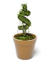 Potted dollar plant