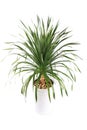 Potted dracaena