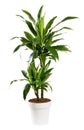 Potted Dracaena janet craig, Dragon plant or Water Stick Plant Royalty Free Stock Photo