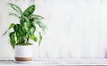 Potted Dumb Cane Dieffenbachia over a White Table Royalty Free Stock Photo