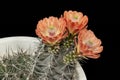 Claret Cup Hedgehog Cactus Echinocereus triglochidiatus in Bloom on a Black Background