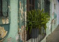 Fern in window of green coloured house in Oaxaca Mexico
