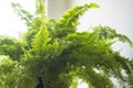 Potted fern plant at home. Pot of hanging plant. Green leaf ferns decorated on top of washbasin counter. Fern bush on light Royalty Free Stock Photo