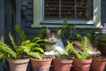 potted ferns surrounding a snoozing cat on a porch