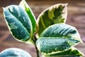 Potted ficus elastica plant, on a wooden background, closeup, selectiv focus. Urban gardening, home planting. Royalty Free Stock Photo