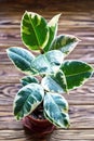 Potted ficus elastica plant, on a wooden background, closeup, selectiv focus. Urban gardening, home planting. Royalty Free Stock Photo