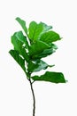 Potted Ficus Larata or Fiddle Leaf Fig Tree Isolated on White