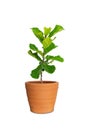 Potted Ficus Larata or Fiddle Leaf Fig Tree in pot isolated on white