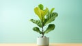A potted ficus lyrata bambino on the light blue background Royalty Free Stock Photo