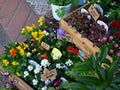 Potted flower