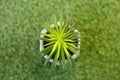 Potted flower on a green grass top view.