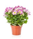 Potted flower